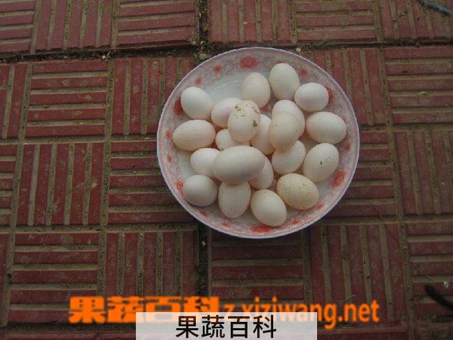 果蔬百科鸽子蛋的功效与作用
