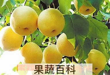 果蔬百科吃梨有什么好处