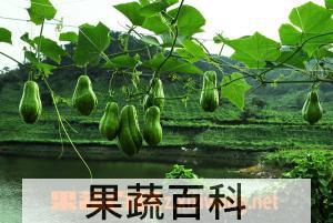 果蔬百科佛手瓜