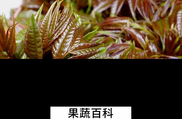 果蔬百科香椿的食疗功效与用法