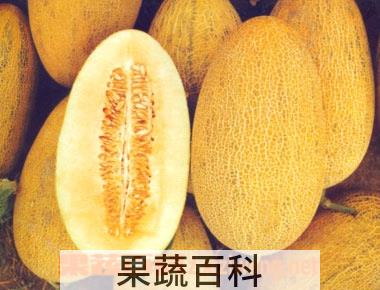 果蔬百科哈蜜瓜