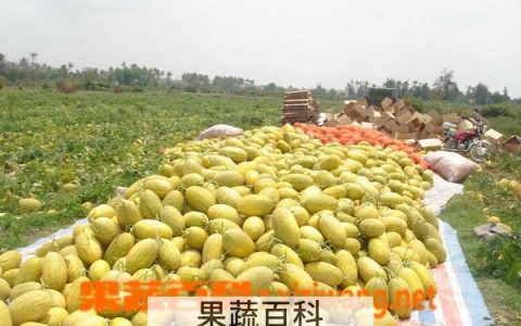 哺乳期吃哈密瓜上火吗 小孩吃哈密瓜上火吗