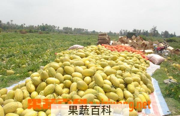 果蔬百科哈蜜瓜