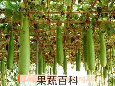 果蔬百科瓠瓜汤怎么做 瓠瓜汤做法步骤