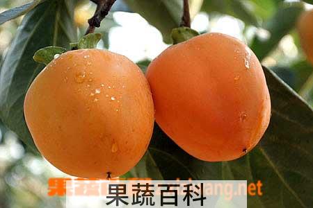 果蔬百科冬季吃柿子，美容保健两不误