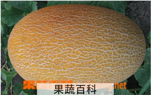 果蔬百科哈密瓜