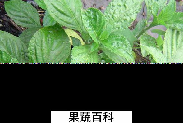 果蔬百科遏蓝菜的功效与作用
