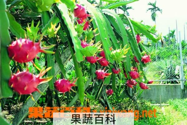 果蔬百科火龙果
