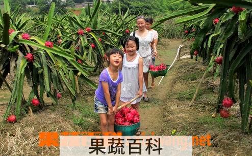 果蔬百科火龙果