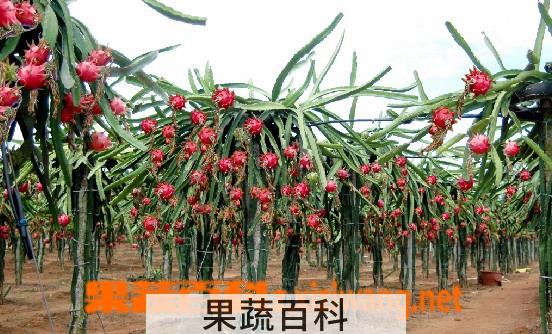果蔬百科火龙果