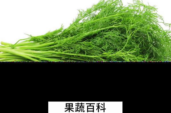 果蔬百科茴香菜的营养价值与功效