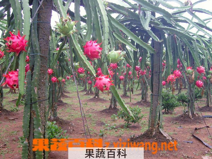 果蔬百科火龙果
