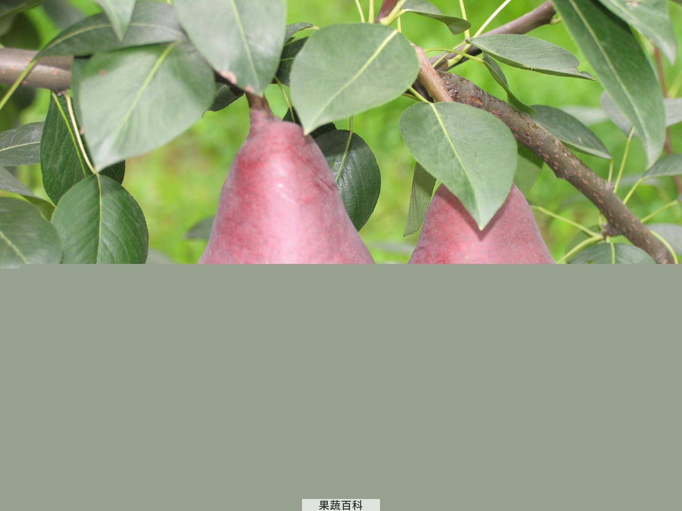 果蔬百科梨