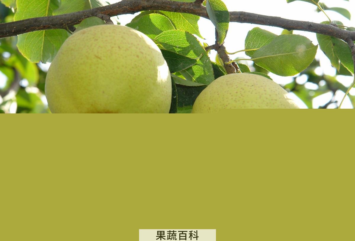 果蔬百科梨