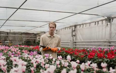 为什么三角梅的叶子会卷曲三角梅卷叶要如何防治