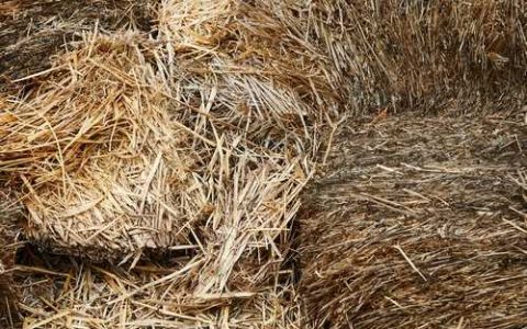 为什么种植马铃薯时会空心马铃薯空心该怎么防治