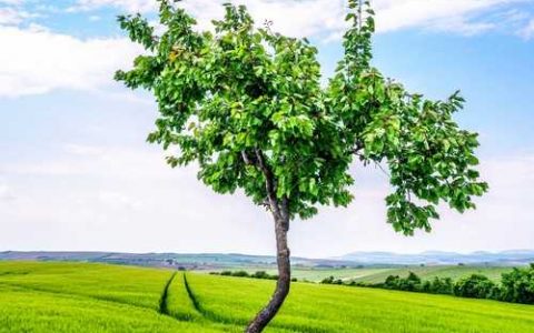 为什么含羞草一碰就会收拢 为什么一碰含羞草它就会合拢