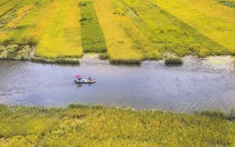 中野甜露西瓜品种好不好种 中野甜露西瓜品种好不好看