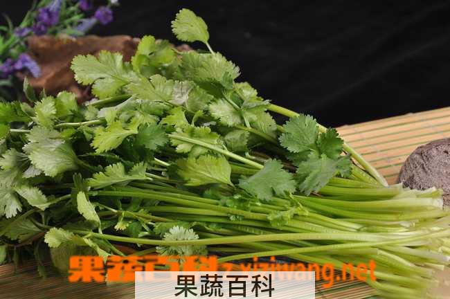 果蔬百科香菜的功效与作用
