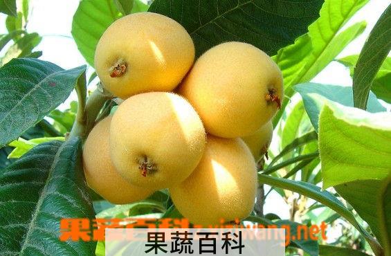果蔬百科枇杷