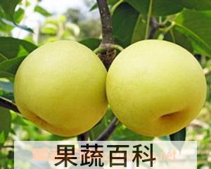 果蔬百科梨