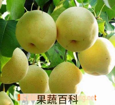 果蔬百科梨