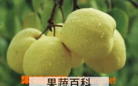 吃梨可以补充维生素C吗 吃梨可以补充维生素吗