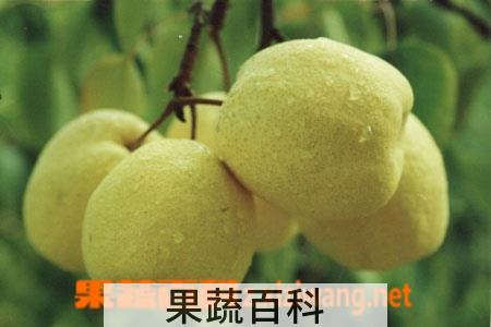 果蔬百科梨