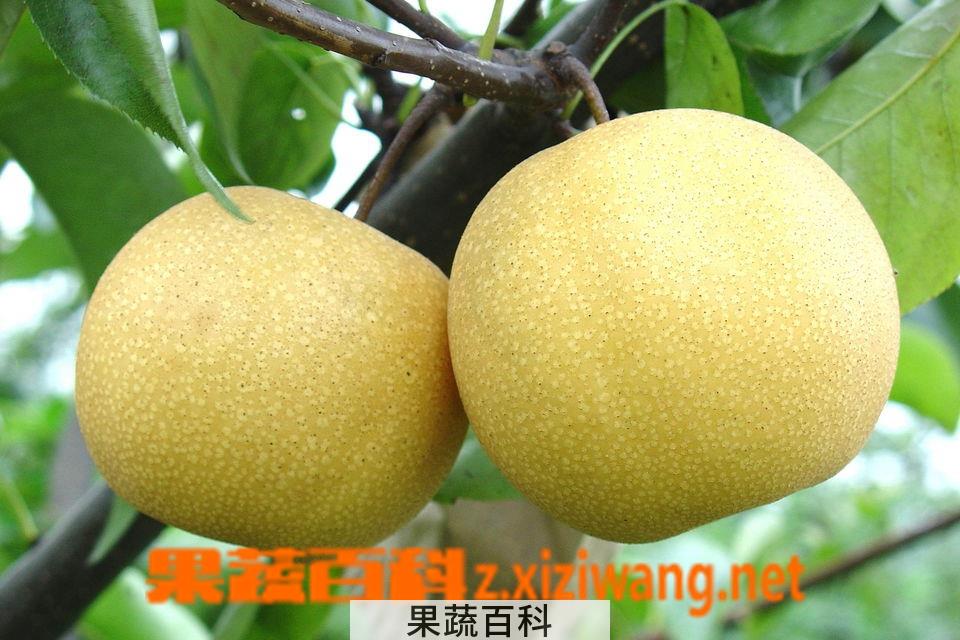 果蔬百科梨