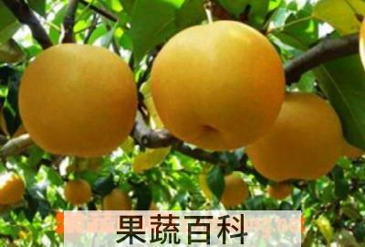 果蔬百科梨