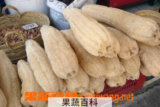果蔬百科絮瓜瓤的功效与作用