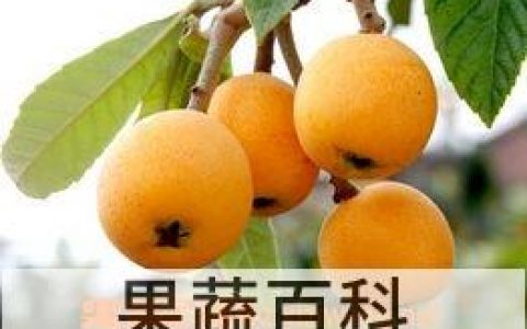 枇杷的吃法和做法视频 枇杷的吃法和做法大全