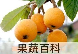 果蔬百科枇杷