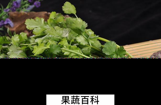 果蔬百科香菜的做法大全