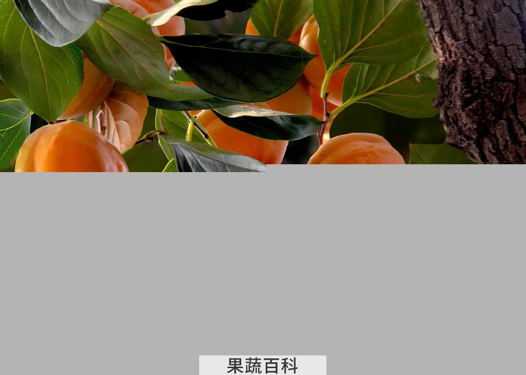 果蔬百科柿子