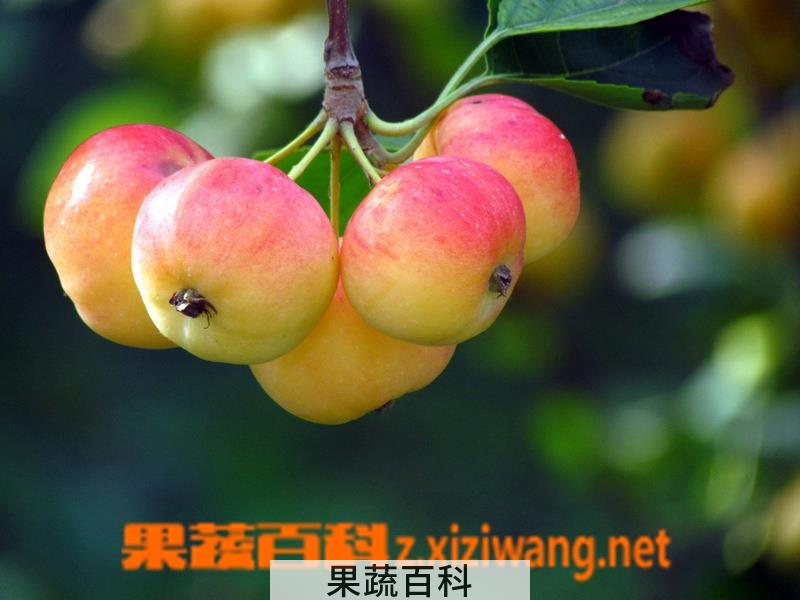 果蔬百科柿子卷