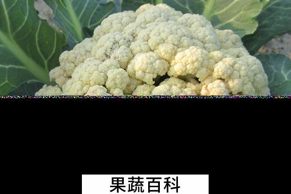 果蔬百科花菜的食疗功效与用法