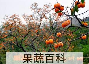 果蔬百科柿子