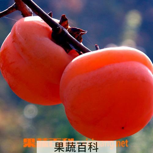 果蔬百科柿子
