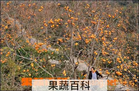 果蔬百科柿子