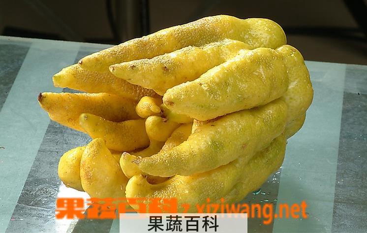 果蔬百科佛手图片 佛手的功效与作用