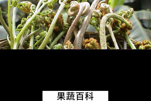 果蔬百科蕨儿菜的功效与作用