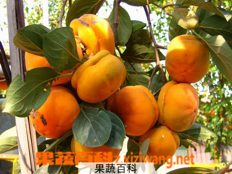果蔬百科柿子