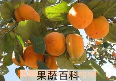 果蔬百科柿子