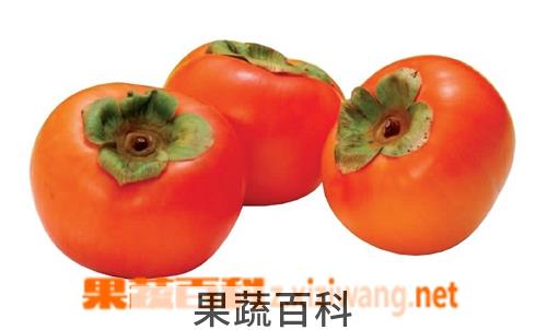 果蔬百科柿子