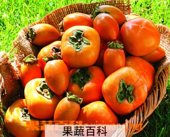果蔬百科柿子