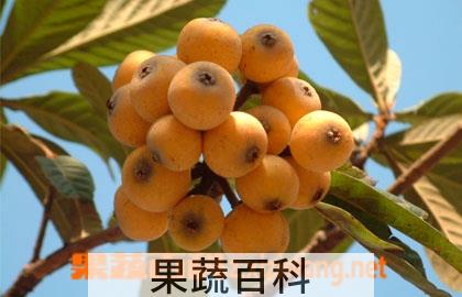 果蔬百科枇杷