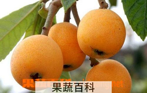 果蔬百科枇杷