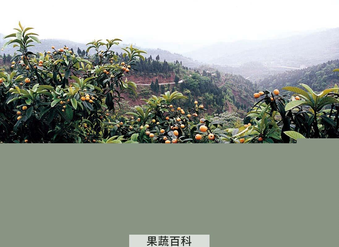 果蔬百科枇杷