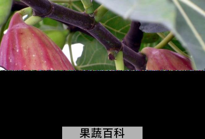 果蔬百科无花果